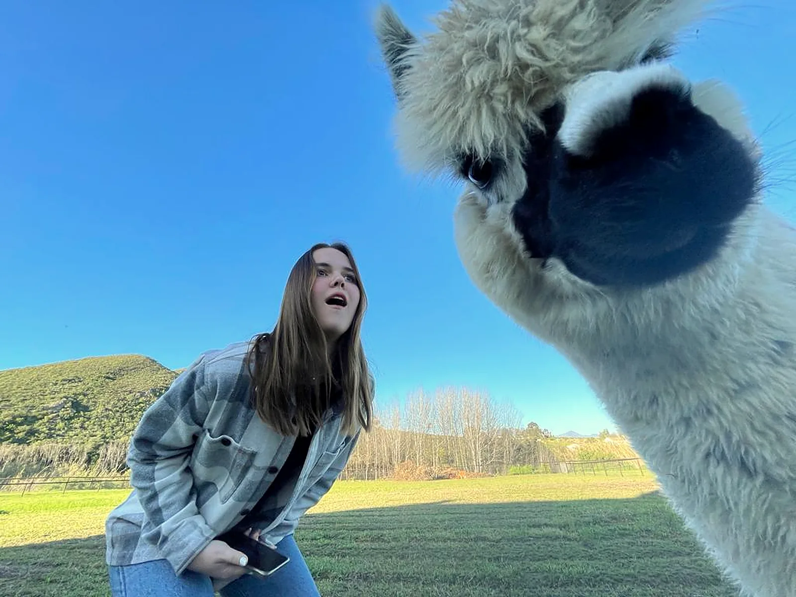 An alpaca greeting a visitor in the Klawerjas farm garden
